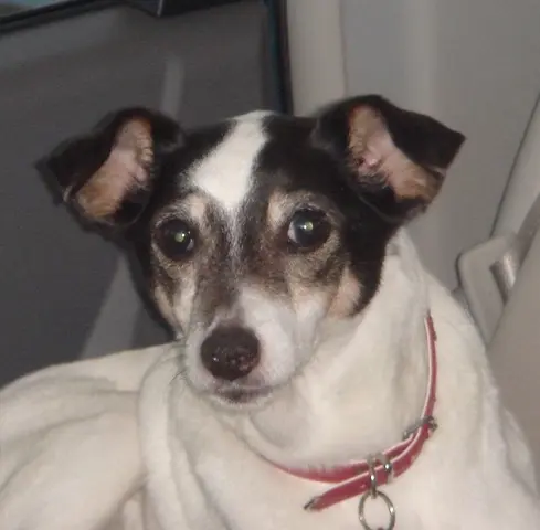 Zoe the Jack Russell Terrier