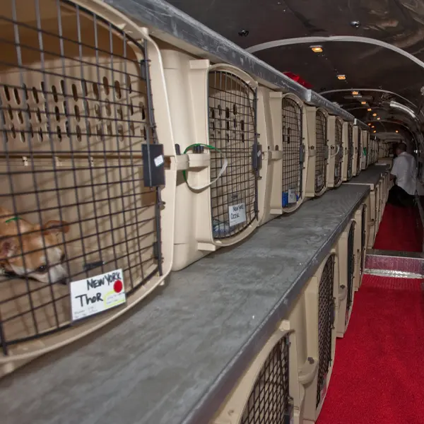 Pet carriers lined up inside the airplane cabin