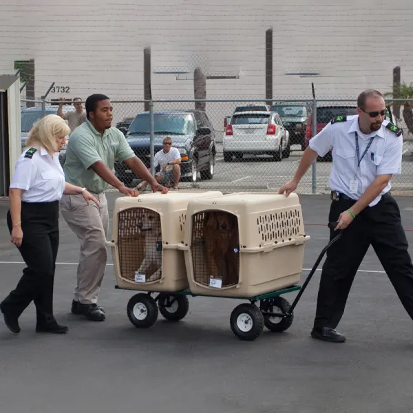 Staff transporting pets in carriers on a cart