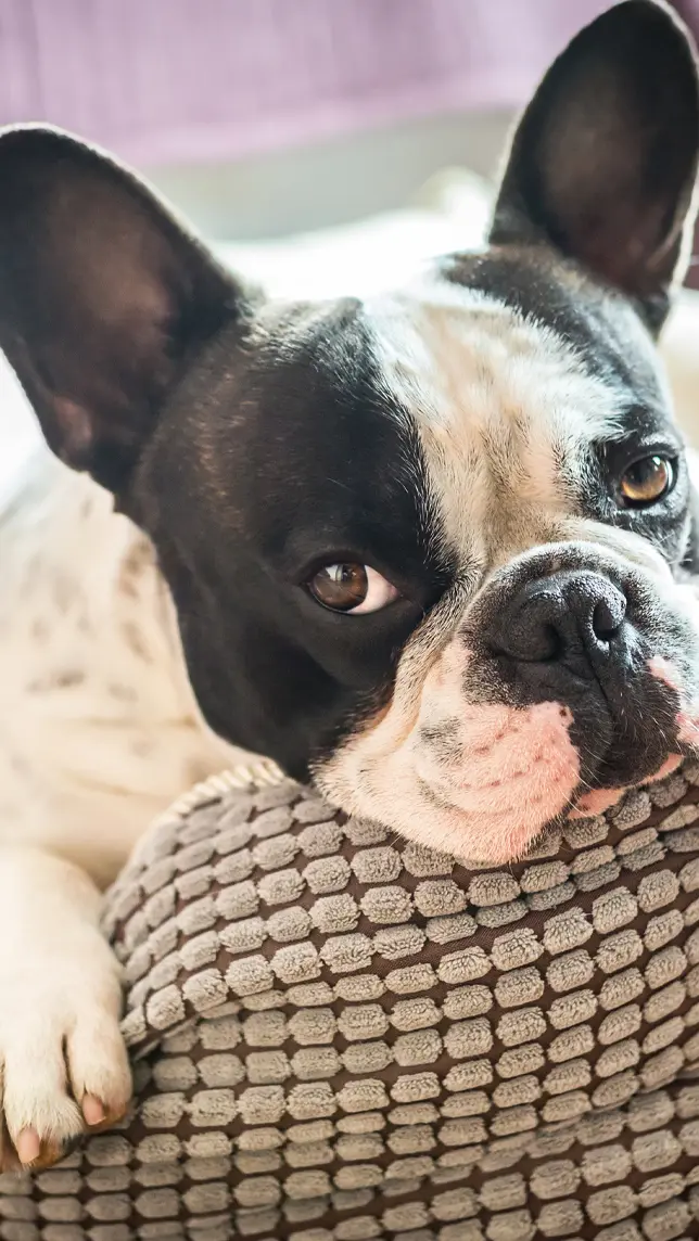 Close up of a relaxed French Bulldog
